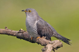 COUCOU  (l'oiseau)