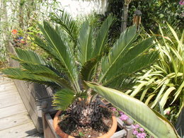 Problème avec un cycas 