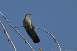 COUCOU  (l'oiseau)