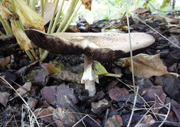 Champignons du jardin