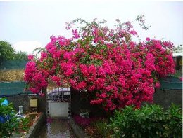 Bougainvillier