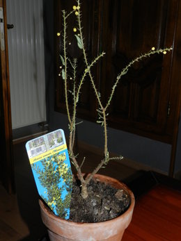 acacia armata( mimosa )