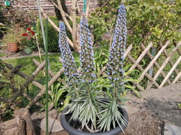 echium