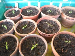 Allez-vous faire vos semis de tomates?