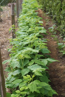 Allez-vous faire vos semis de tomates?