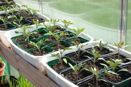 Allez-vous faire vos semis de tomates?