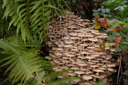 Champignons du jardin