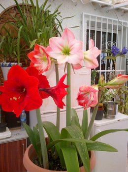 amaryllis