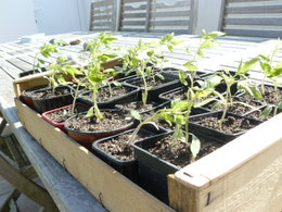 Allez-vous faire vos semis de tomates?