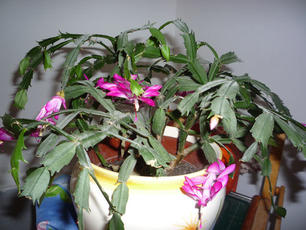 Pourquoi les tiges de mon cactus de Noël en fleurs cassent-elles seules ?