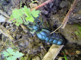 inconnue au jardin