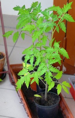 Les tomates creusoises se préparent à conquérir le potager!