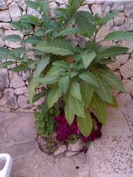 Avez-vous déjà cultivé des daturas ?