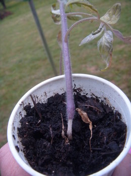 Les maladies de la tomate