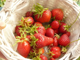 fraises;