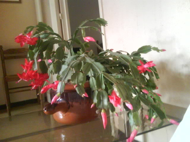 Pourquoi les tiges de mon cactus de Noël en fleurs cassent-elles seules ?
