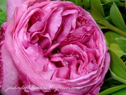 Bouquet parfumé de roses