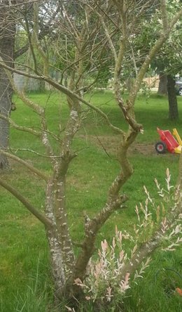 mon chouchou saule crevette est mort.....que d'un côté!!!!!!