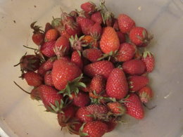 fraises;