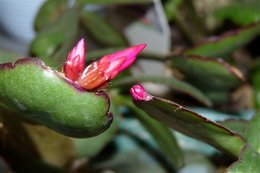 Cactus de Noël - Schlumbergera