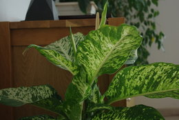 fleur de dieffenbachia