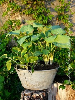 Bassine en zinc pour jardin d'ombre