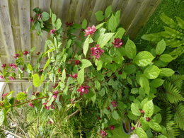 JARDIN et FLEURS