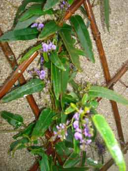 Bougainvillier