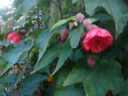 Bougainvillier