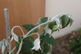 Buddleia davidii - Arbre aux papillons