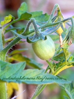 Les tomates creusoises se préparent à conquérir le potager!