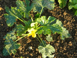 Courgette 'Ronde de Nice'