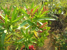 Laurier rose - Nerium oleander