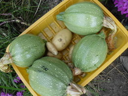 Courgette 'Ronde de Nice'