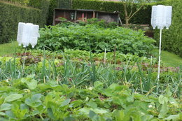 Avez-vous des taupes dans votre jardin ? Que faites-vous pour les éloigner ?