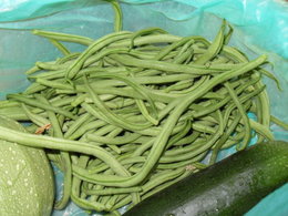 haricots verts