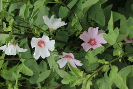 Lavatere - Lavatera - Mauve commune