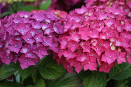 Hortensia