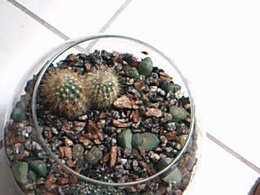 Lithops - Plante caillou