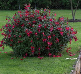 Bouturer le fuchsia