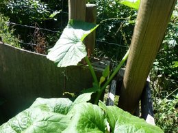 identifier melon, courgette, autre ?