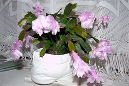 Cactus de Noël - Schlumbergera