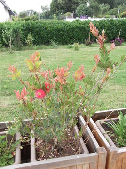 Callistemon citrinus - Rince bouteille