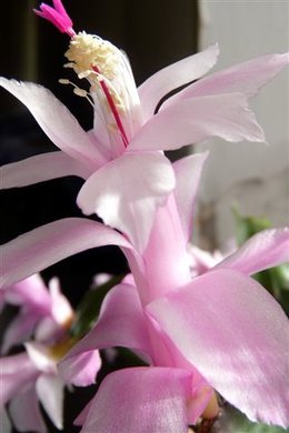 Cactus de Noël - Schlumbergera