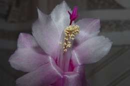 Cactus de Noël - Schlumbergera