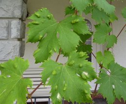 encore une vigne malade ...