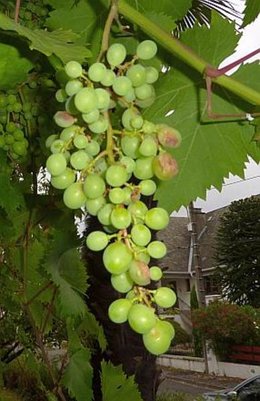 encore une vigne malade ...