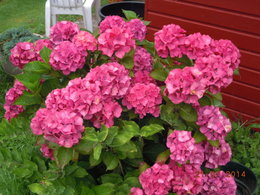 fleurs d'Hortensias déjà fanées