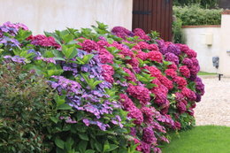 fleurs d'Hortensias déjà fanées