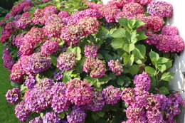 fleurs d'Hortensias déjà fanées